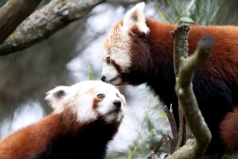 Kleine Pandas Jackie und Shan beziehen neues Gehege im Dresdner Zoo