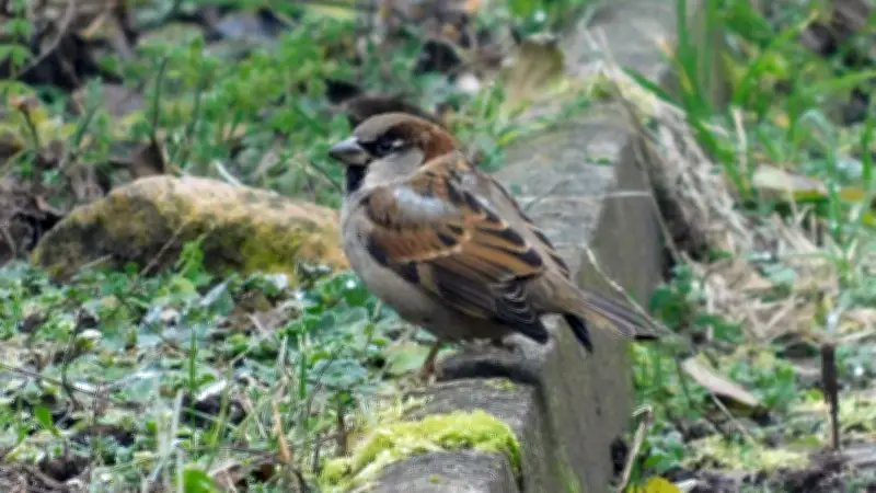 Kleingartenverein Neckendorf startet Nistkasten-Aktion gegen Singvogelrückgang