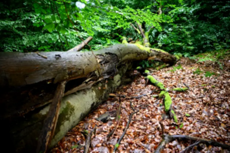 Klimaschutzprogramm der Regierung: Reichen 67 Maßnahmen für das 2030-Ziel?