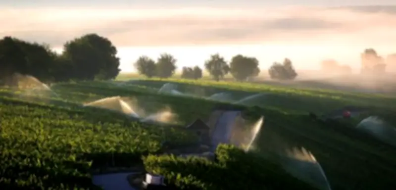 Klimawandel in Franken: Oliven und Reis könnten künftig heimisch werden