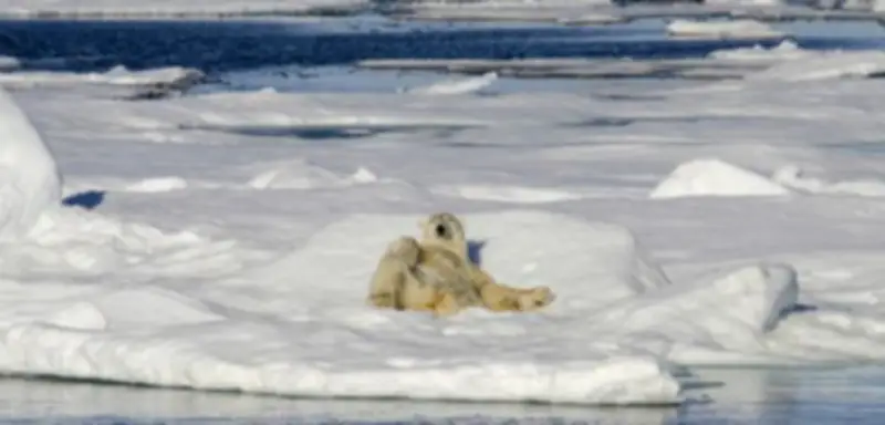 Klimawandel: Polarbären in Spitzbergen erholen sich trotz Erderwärmung