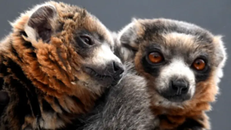 Kölner Zoo setzt auf neue Mongozmaki-Männchen für Arterhaltung