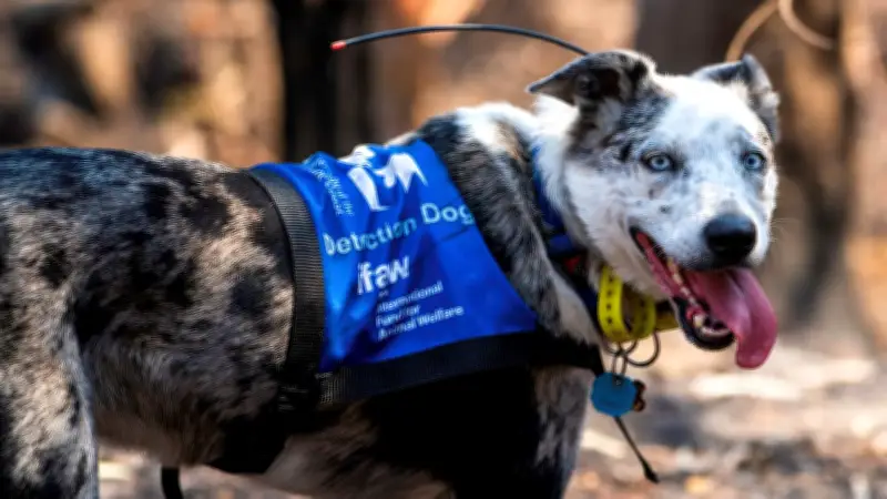 Koala-Spürhund Bear geht in Rente: Vom Problemhund zum Lebensretter von über 100 Tieren