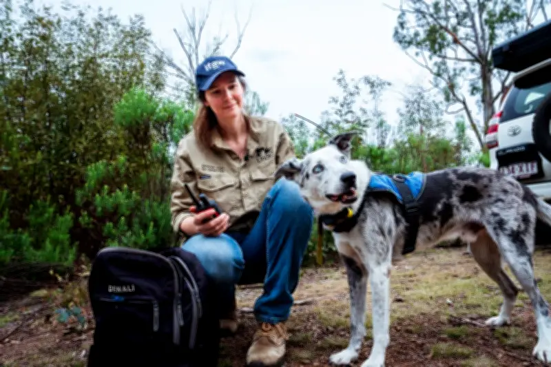 Koala-Spürhund Bear geht in Ruhestand: Vom Problemhund zum weltbekannten Lebensretter