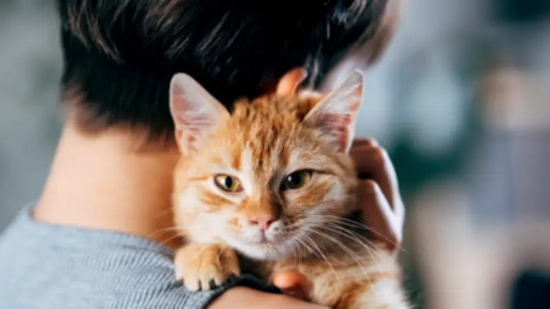 Ökologe stellt provokante These auf: Sind Katzen heute nur noch Parasiten der Gesellschaft?