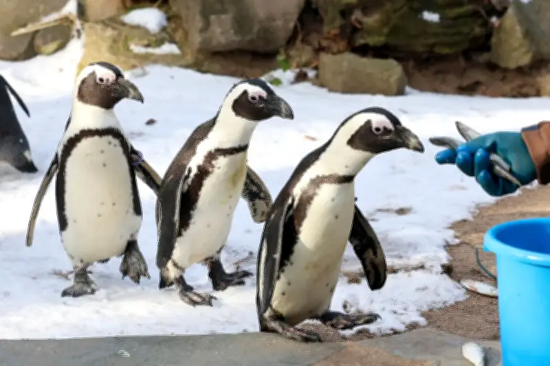 Kommunale Ausgaben für Zoos und botanische Gärten in Sachsen-Anhalt steigen deutlich