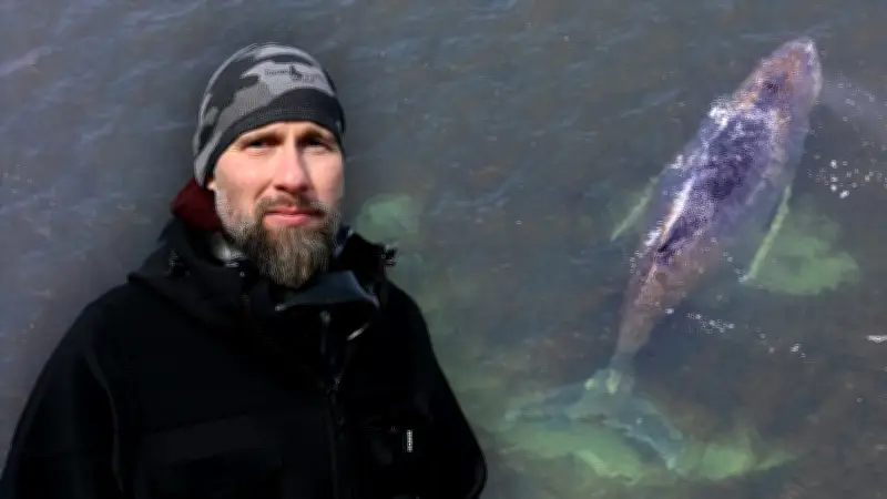 Konflikt bei Wal-Rettung: Helfer streiten während Einsatz für Buckelwal Timmy