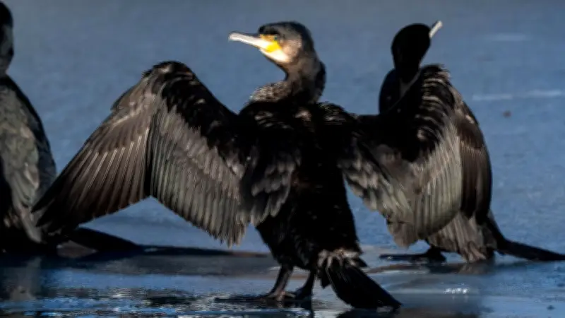 Kormoran-Konflikt in MV: Fischer fordern drastische Maßnahmen mit Prämien und Drohnen