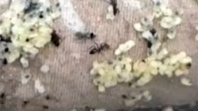 Krabbelschock im Modepaket: Ameiseninvasion bei Online-Bestellung