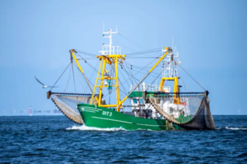 Krabbenrekord in der Nordsee: Fangmenge fast verdoppelt, Fischer atmen auf