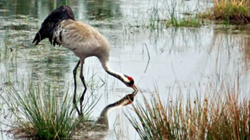 Kraniche kehren zurück: Frühlingsboten in den Roßlauer Elbauen