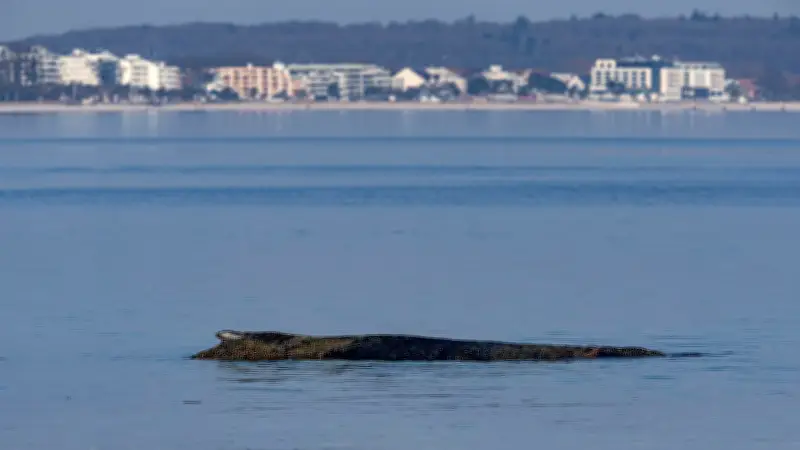 Kritische Situation: Schwer verletzter Wal vor Timmendorfer Strand gestrandet