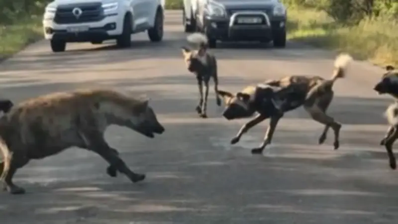 Kruger-Nationalpark: Hyäne verteidigt Jungtier gegen angreifende Wildhunde