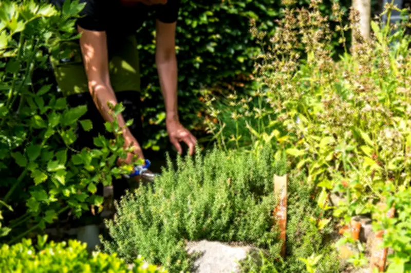Kräuteroasen richtig planen: Diese Kombinationen gedeihen im Garten und auf dem Balkon
