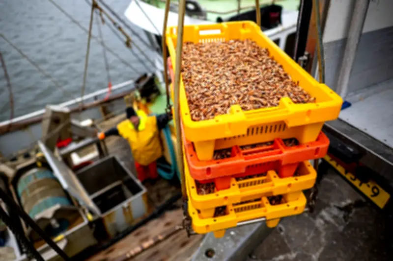 Küstenfischer in der Krise: Neue EU-Schutzgebiete bedrohen Krabbenfang in Nordsee