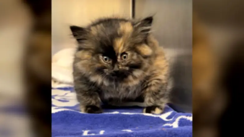 Kätzchen Zoe: Vom Kugelfisch zum Tierheim-Star - Eine wahre Wundergeschichte