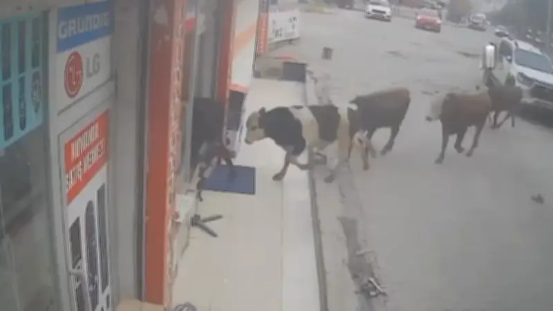 Kuh-Invasion in Elektrogeschäft: Neun Rinder stürmen türkischen Laden