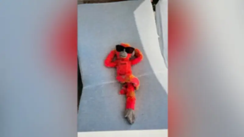 Kuscheltier verschwindet im Urlaub: Luxushotel verwandelt Stoffaffen in VIP-Gast