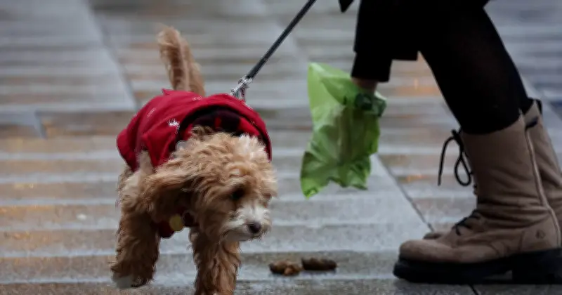 Landshut schafft kostenlose Hundekotbeutel ab – Bürger müssen selbst vorsorgen