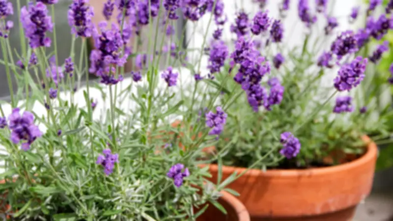 Lavendelpflege: Der perfekte Zeitpunkt für den Schnitt und richtige Pflege