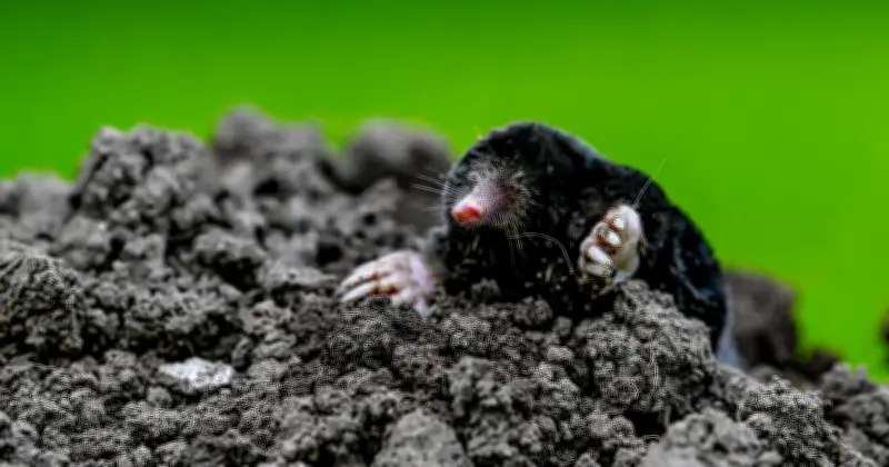 Löcher im Garten: Tierische Verursacher erkennen und wirksam vertreiben