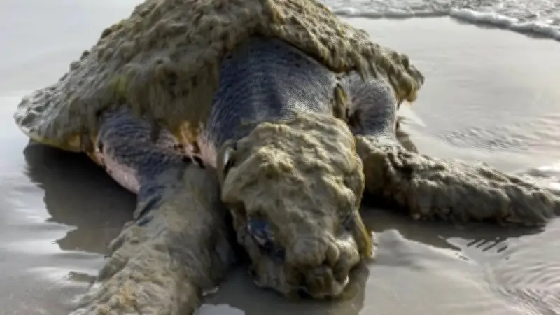 Lebensgefährlicher Bio-Ballast: Seepocken bedrohen seltenste Schildkröte der Welt