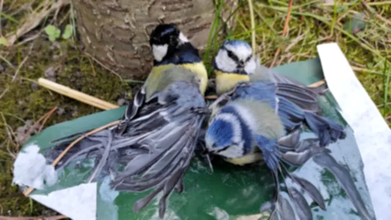 Leimfallen als Vogelfalle: Heimtückischer Tod im eigenen Garten