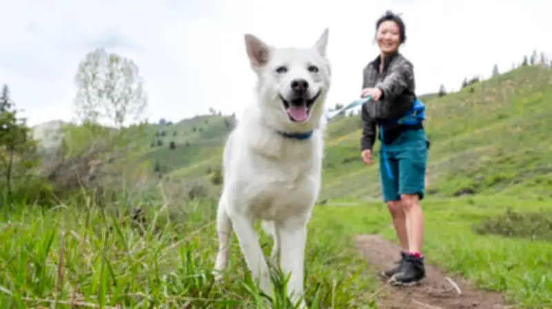 Leinenpflicht in der Brut-und Setzzeit: Diese Bundesländer schützen Wildtiere mit strengen Regeln