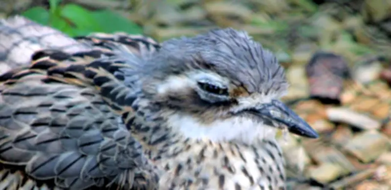 Letzter Langschwanztriel im Dessauer Tierpark verstorben - Zukunft der australischen Vogelart ungewiss