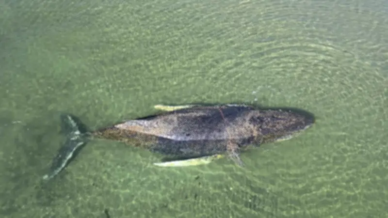 Letzter Rettungsversuch für gestrandeten Buckelwal in der Ostsee: Warum er nicht entkommen konnte