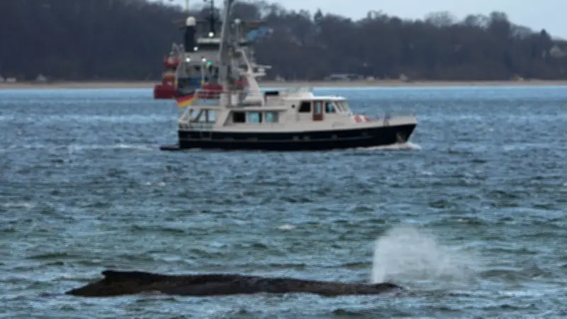 Letzter Rettungsversuch für gestrandeten Buckelwal: Saugbagger soll in Timmendorfer Strand helfen