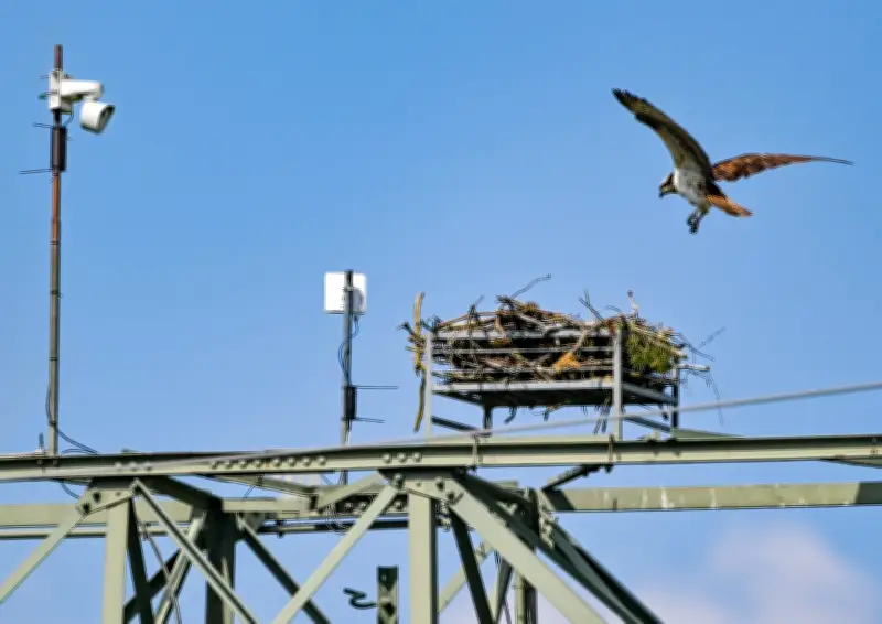 Livestream aus Brandenburg: Greifvögel kämpfen um Nistplatz am Adlerhorst