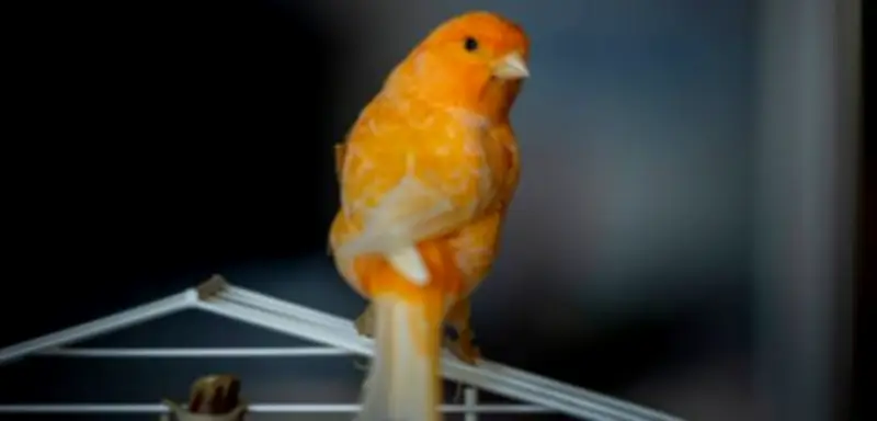 Lkw-Fahrer stellt Kanarienvogel auf Rastplatz ab – Polizei ermittelt wegen Tierschutzverstoß