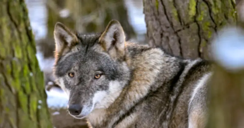LMU-Studie enthüllt: Hunde begleiteten Europäer bereits vor über 15.000 Jahren