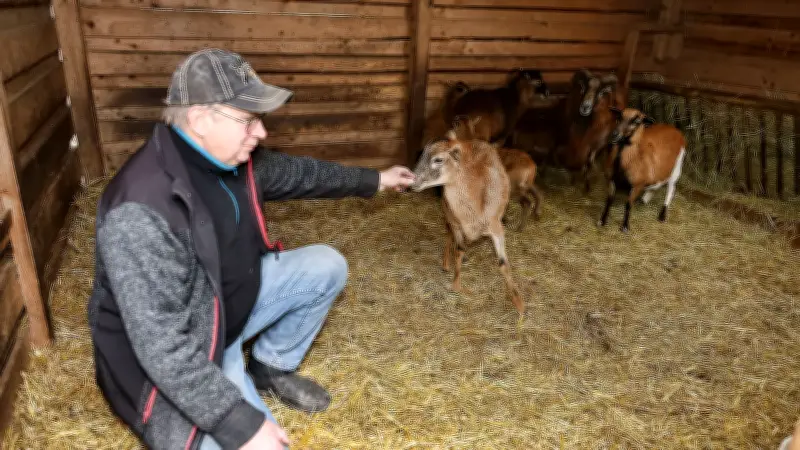 Luchs-Angriffe im Südharz: 1,80-Meter-Zaun bietet keinen Schutz für Schafe