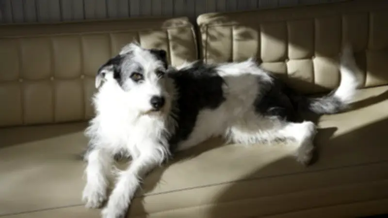 Lurcher: Der lautlose Jäger aus dem Mittelalter - Vom Bauernhund zur Legende