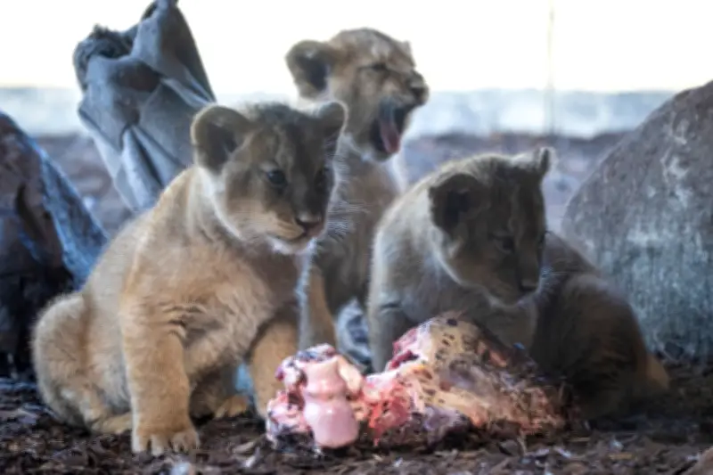 Löwen-Drillinge im Schweriner Zoo: Erste Erkundungstour im Wintergarten