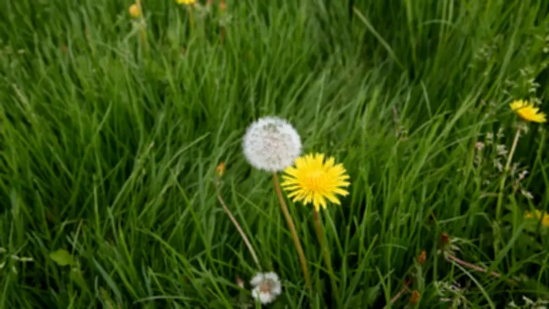 Löwenzahn-Studie: Blätter zeigen starke Wirkung auf Gedächtnis-Enzym im Labor