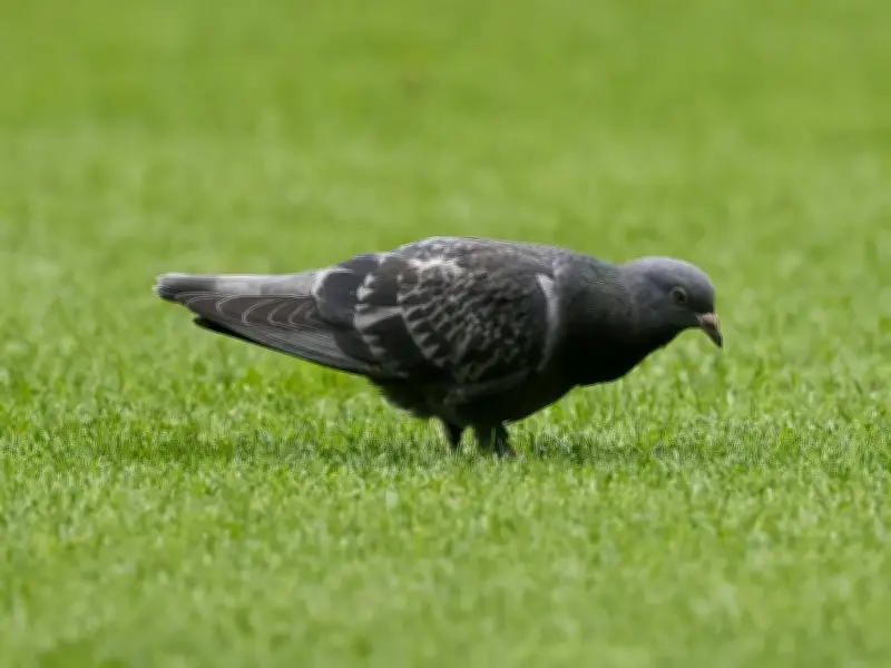 Mainzer Taube lenkt ab: Ungewöhnlicher Glücksbringer entscheidet Bundesliga-Kellerduell