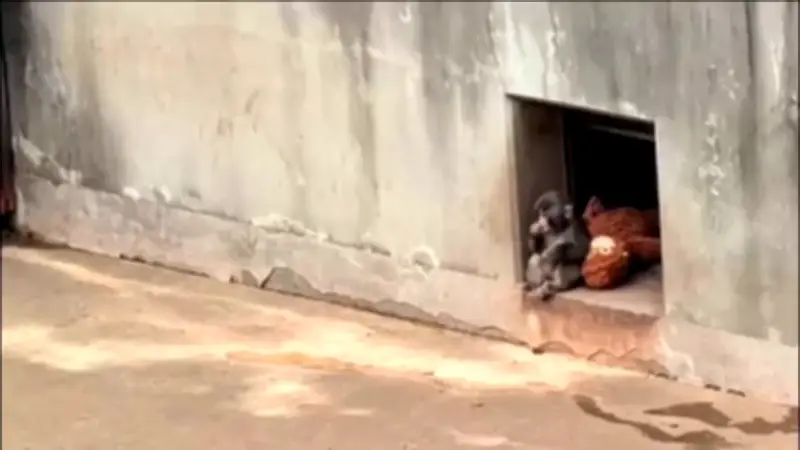 Makake „Punch“: Das traurige Äffchen und sein verschwundenes Plüschtier