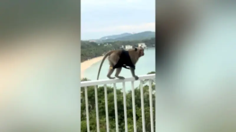 Makaken in Vietnam klauen Bikinis und veranstalten tierische Modenschau auf Hotelbalkon