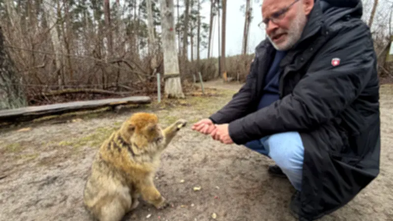 Malchower Affenwald: Berberaffen feiern 25-jähriges Jubiläum mit neugierigen Streichen