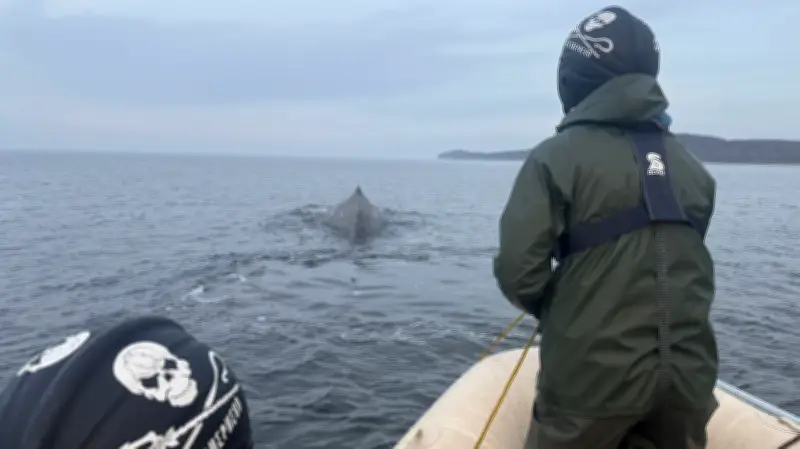 Meeresschützer entwickeln Spezialwerkzeug für Walrettung in der Ostsee