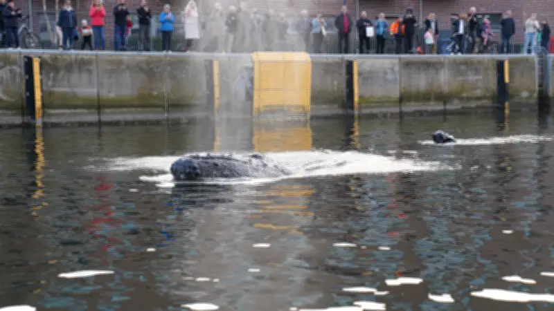 Meeresschützer planen weiteren Einsatz: Finnwal mit gefährlichen Leinen in Ostsee