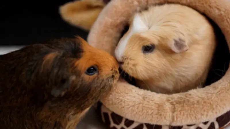 Meerschweinchen leiden still: Warum Halter Krankheiten oft zu spät erkennen