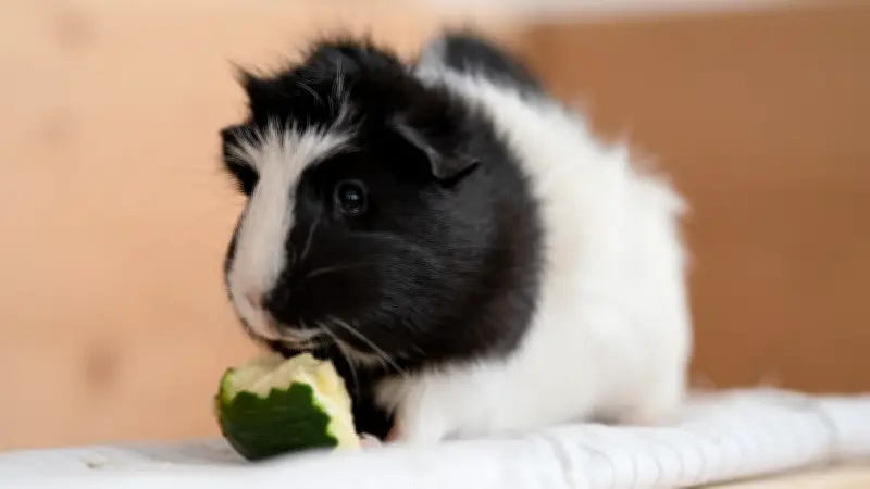 Meerschweinchen und Zucchini: Was Halter über die Fütterung wissen müssen