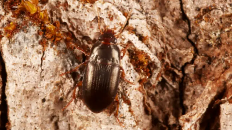 Metallischer Glanz in der Dämmerung: Halles tierischer Nachbar im Fokus