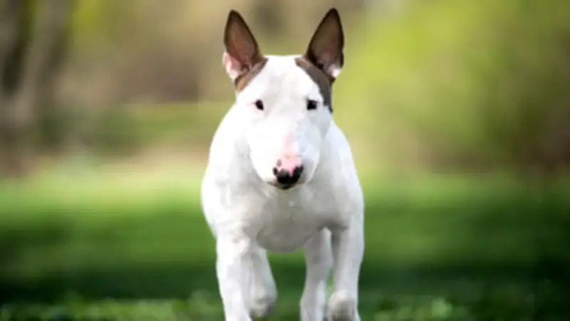 Miniature Bullterrier: Charmant, stur und voller Persönlichkeit – mehr als nur ein kleiner Hund