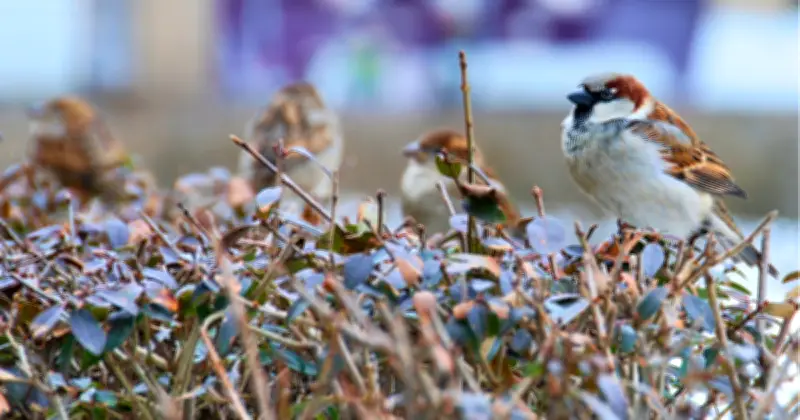 Münchner Altstadt: Neue Hecke rettet letzte Spatzenkolonie am Marienhof