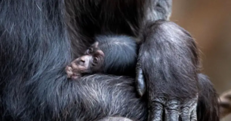 Münchner Tierpark Hellabrunn sucht Namen für neues Schimpansen-Baby